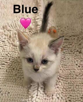 Rescue Siamese Cats for Adoption in Beckley, West Virginia - Blue | PetCurious