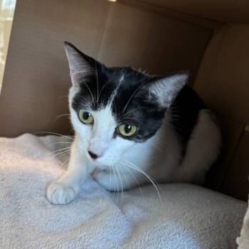 Zoey -  Domestic Short Hair Cat for Adoption in Des Moines, Iowa - Zoey | PetCurious