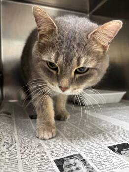 Domestic Short Hair Cats Available for Adoption - Cinder | PetCurious