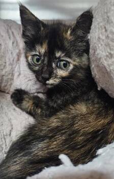 MILDRED* -  Domestic Short Hair Cat for Adoption in Santa Cruz, California - MILDRED* | PetCurious