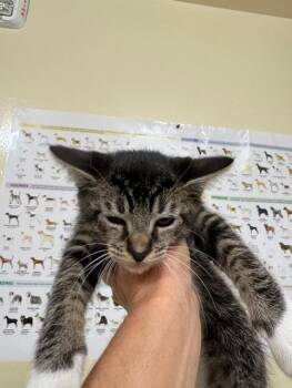Domestic Short Hair Cats Available for Adoption in Fremont, California - MARLBORO MAN | PetCurious