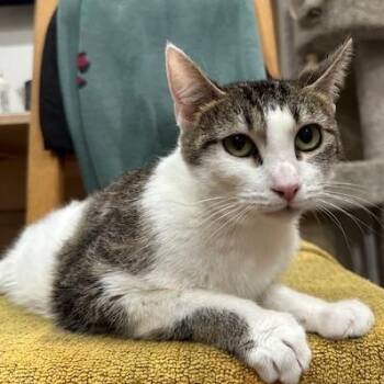 Rescue Domestic Short Hair Cats for Adoption in Los Angeles, California - Clea | PetCurious