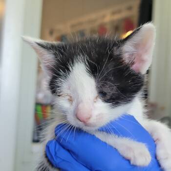 Rescue Domestic Short Hair Cats for Adoption in Troy, Illinois - Coraline | PetCurious