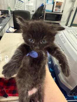 Rescue Domestic Short Hair Cats for Adoption in Woodland, California - A215547 | PetCurious
