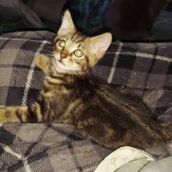 Teef -  Tabby Cat for Adoption in Richmond, Virginia - Teef | PetCurious