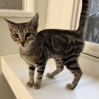 Feta -  Domestic Short Hair Cat for Adoption in Hilton Head Island, South Carolina - Feta | PetCurious