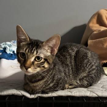 Beaux -  Domestic Short Hair Cat for Adoption in Jupiter, Florida - Beaux | PetCurious