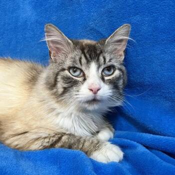 Friar Tuck NRAR -  Domestic Medium Hair and Siamese Cat for Adoption in Merrifield, Virginia - Friar Tuck NRAR | PetCurious