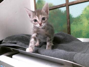 MOMO -  Domestic Short Hair Cat for Adoption in Houston, Texas - MOMO | PetCurious