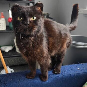 Hattie -  Domestic Short Hair Cat for Adoption in Blaine, Minnesota - Hattie | PetCurious