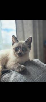 Lady Whistledown  -  Siamese Cat Available for Adoption in Johnstown, New York - Lady Whistledown  | PetCurious