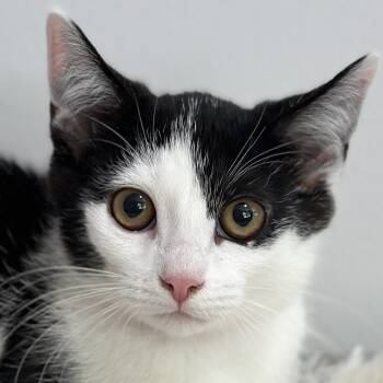 Madame Noir -  Domestic Short Hair Cat for Adoption in Victor, New York - Madame Noir | PetCurious