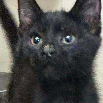 Wiress -  Domestic Short Hair Cat Available for Adoption in Madill, Oklahoma - Wiress | PetCurious