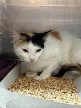 Domestic Short Hair Cats Available for Adoption in El Paso, Texas - Shy Shelly | PetCurious
