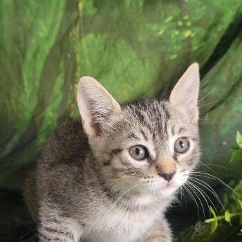 Lil -  Domestic Short Hair Cat for Adoption in New Washoe City, Nevada - Lil | PetCurious