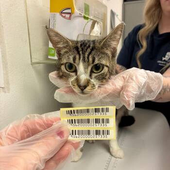 Evie -  Domestic Short Hair Cat for Adoption in Charleston, West Virginia - Evie | PetCurious