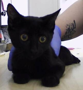 Addison -  Domestic Short Hair Cat for Adoption in Dayton, Minnesota - Addison | PetCurious