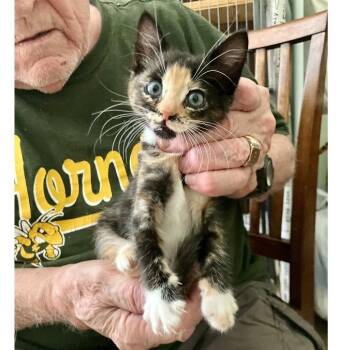 Cardinal Grant (Lucy kitten) -  Domestic Short Hair Cat for Adoption in Merrifield, Virginia - Cardinal Grant (Lucy Kitten) | PetCurious