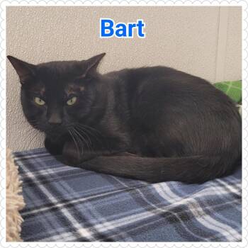 Domestic Short Hair Cats Available for Adoption in North Saint Paul, Minnesota - Bart | PetCurious