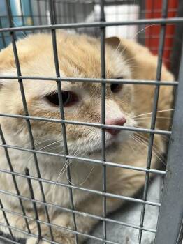 Domestic Short Hair Cats Available for Adoption - BUDDY | PetCurious