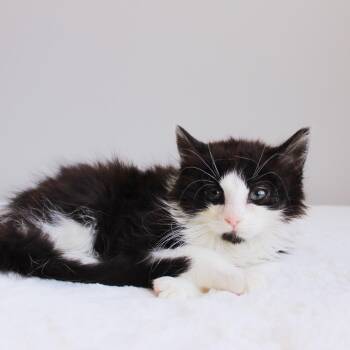 Opalite -  Domestic Long Hair Cat for Adoption in Wayne, New Jersey - Opalite | PetCurious
