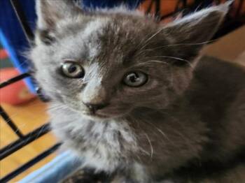 *SAVINA -  Domestic Short Hair Cat for Adoption in Woodland, California - *SAVINA | PetCurious