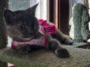 Rescue Dilute Tortoiseshell and Domestic Short Hair Cats for Adoption - Sheera | PetCurious