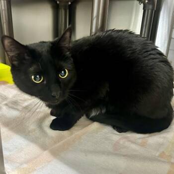 Domestic Short Hair Cats Available for Adoption in Warrensburg, Missouri - Jack | PetCurious