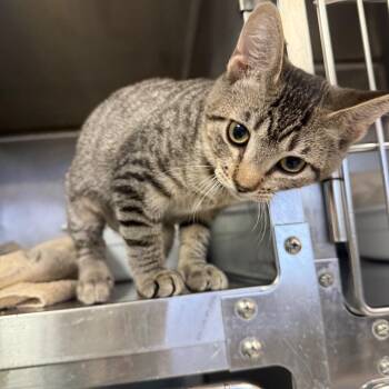 Tiggress -  Domestic Short Hair Cat for Adoption in Lakeland, Florida - Tiggress | PetCurious