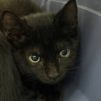 Rescue Domestic Short Hair Cats for Adoption in Galveston, Texas - Zoey | PetCurious