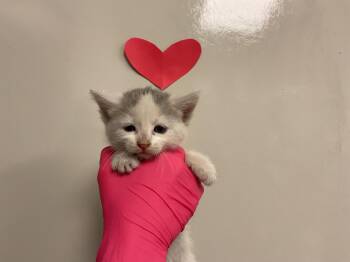 IN FOSTER -  Domestic Short Hair Cat for Adoption in Ontario, California - IN FOSTER | PetCurious