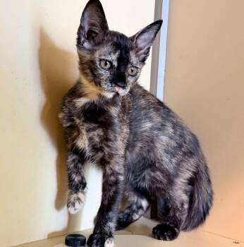 PARIS -  Tortoiseshell Cat for Adoption in Capshaw, Alabama - PARIS | PetCurious