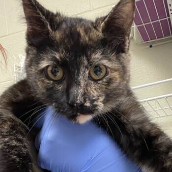 Rescue Domestic Short Hair Cats for Adoption in Charlottesville, Virginia - Cuban Sandwich | PetCurious