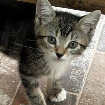 Maple Shah -  Domestic Short Hair and Tabby Cat for Adoption in Morrison, Colorado - Maple Shah | PetCurious