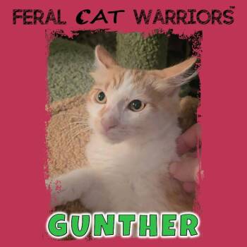 Gunther -  Domestic Medium Hair Cat for Adoption in Kingman, Arizona - Gunther | PetCurious