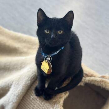 WV2389 New England Pie -  Domestic Short Hair Cat for Adoption in Port Washington, New York - WV2389 New England Pie | PetCurious