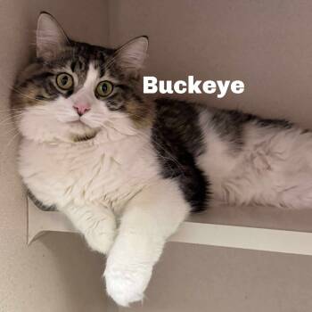 Rescue Domestic Medium Hair Cats for Adoption in Gladstone, Michigan - Buckeye 250966 | PetCurious
