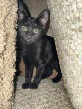 Domestic Short Hair Cats Available for Adoption in West Chester, Pennsylvania - Nix | PetCurious