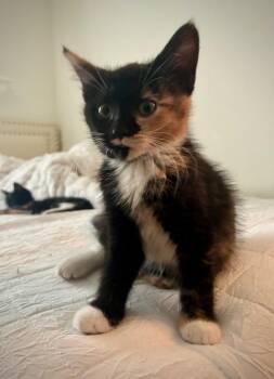 Domestic Medium Hair Cats Available for Adoption in Wilmington, North Carolina - Sansa | PetCurious