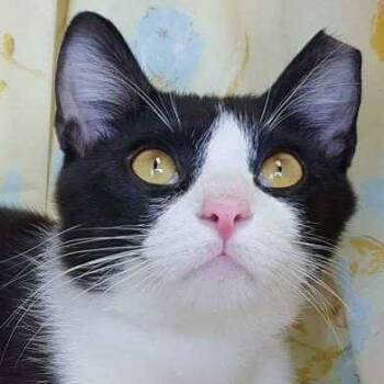 Rescue Domestic Short Hair Cats for Adoption in Piperton, Tennessee - Lucas | PetCurious