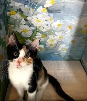 Rescue Calico and Domestic Short Hair Cats for Adoption in Dallas, Texas - Chassy | PetCurious