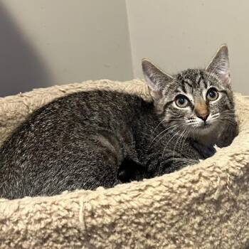 Bria26 -  Domestic Short Hair Cat for Adoption in Youngsville, North Carolina - Bria26 | PetCurious