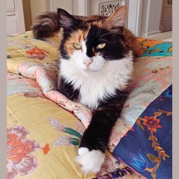 Rescue Domestic Medium Hair Cats for Adoption - Cally | PetCurious