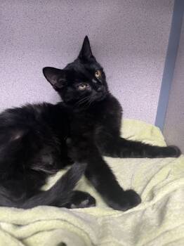Rescue Domestic Short Hair Cats for Adoption in Montgomery, New Jersey - Bandit | PetCurious