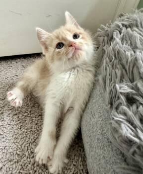 Domestic Short Hair Cats Available for Adoption - Roly | PetCurious