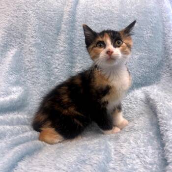 Elinor -  Domestic Medium Hair Cat for Adoption in Park City, Utah - Elinor | PetCurious