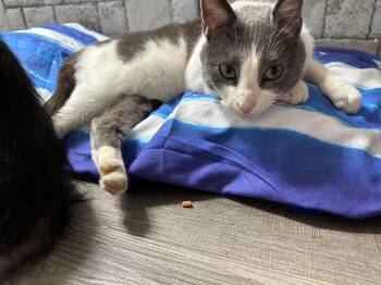 Athena -  American Shorthair Cat for Adoption in Philadelphia, Pennsylvania - Athena | PetCurious