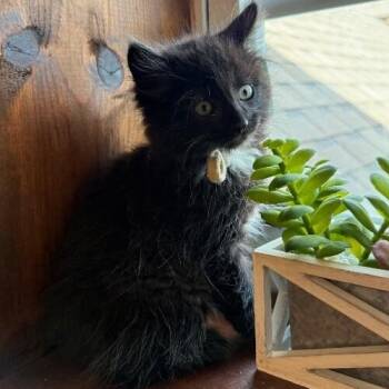 Domestic Long Hair Cats Available for Adoption in Friendswood, Texas - Milo McGraw | PetCurious