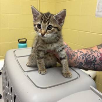 Bernice -  Domestic Short Hair Cat for Adoption in New York, New York - Bernice | PetCurious