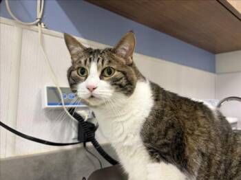 KEVIN -  Domestic Short Hair Cat for Adoption in Loveland, Colorado - KEVIN | PetCurious